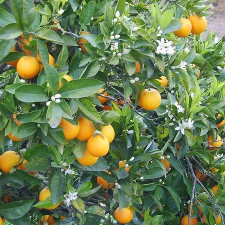 Frühstückspension Quinta Da Vida Serena Alfeizerão